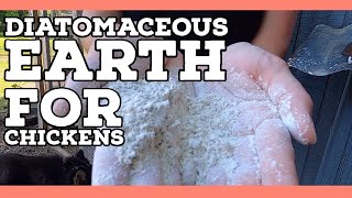 diatomaceous earth chicken chickens