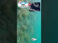 知育動画で楽しく学ぶ【水中映像】今日は魚いるかな？🐟 真鶴港の海の中🌊2026年5月