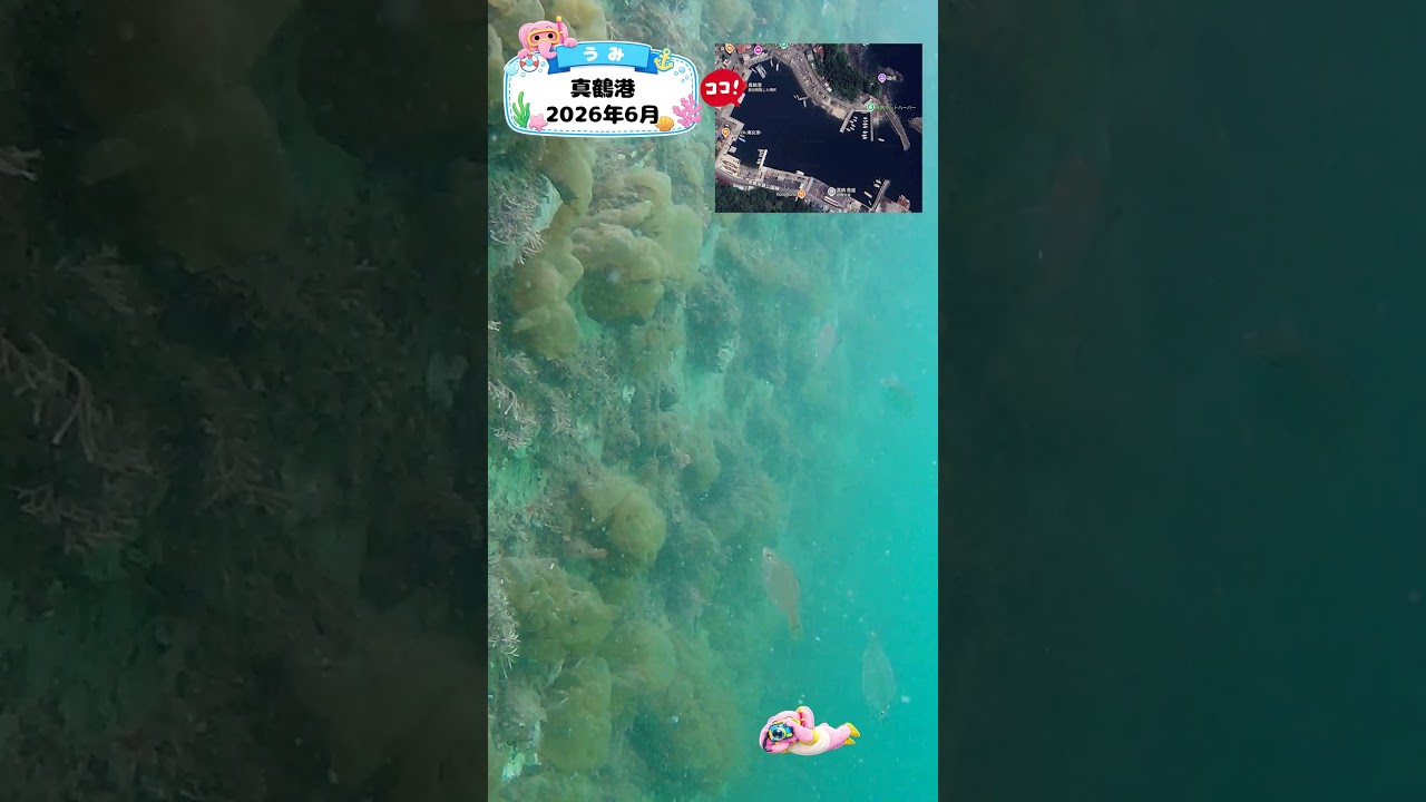 知育動画で楽しく学ぶ【水中映像】今日は魚いるかな？🐟 真鶴港の海の中🌊2026年5月