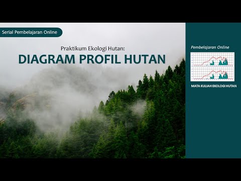Diagram Profil Pohon Hutan | Praktikum Ekologi Hutan