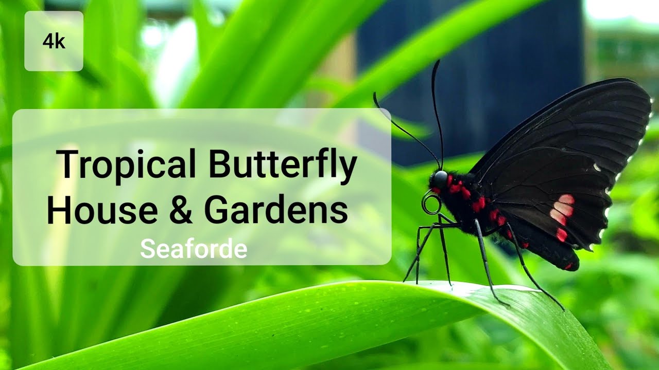 Seaforde Gardens & Tropical Butterfly House, Co Down Northern Ireland 4k