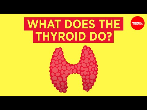 Thumbnail for the embedded element "How does the thyroid manage your metabolism? - Emma Bryce"