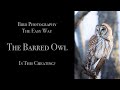 Bird Photography   The Barred Owl