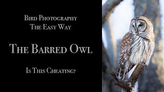 Bird Photography   The Barred Owl