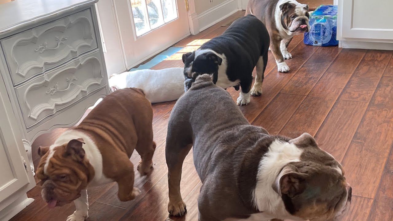 The Funniest English Bulldog Videos Of 2019 Weekly Compilation | DoggOwner