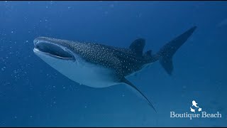 07.05.24 - Whale Shark & Manta Ray. Dives at Aa Thila, Kahambu Giri & Dhigurah Arches - Maldives