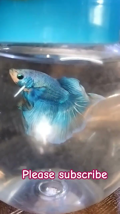 asi fish allah ky alawa koi paida nhi kar sakta#fish #fishaquarium