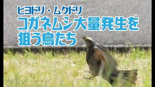 コガネムシ大量発生を追う鳥たち ヒヨドリ ムクドリ Youtube コガネムシ大量発生を追う鳥たち ヒヨドリ ムクドリ Youtube