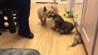 Cairn terrier puppy playing with adult Cairn