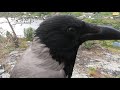 Серая Ворона Крышечка скалолаз | Hooded Crow Kryshechka Climbs mountain