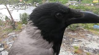 Серая Ворона Крышечка скалолаз | Hooded Crow Kryshechka Climbs mountain