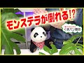 【観葉植物】モンステラが倒れてしまう！？仕立て直し【くまパン園芸】