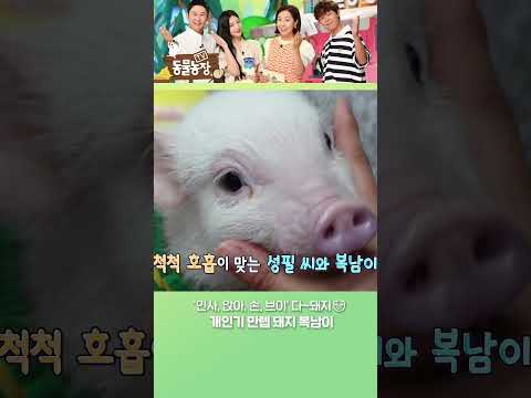 ‘인사, 앉아, 돌아, <strong>브이</strong>’ 다 돼지🐷 천재 ‘복남이’ #shorts