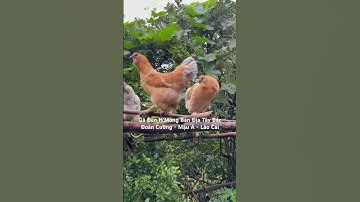 Gà Đen H’Mông Bản Địa Tây Bắc được nuôi bảo tồn tại trại Đoàn Cường - Mậu A - Lào Cai #gahmong