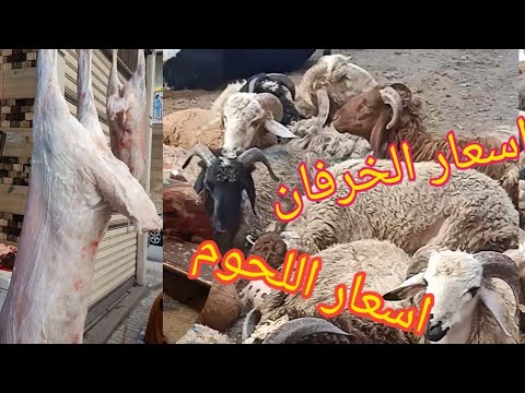 اسعار اللحوم الضاني والشمبري واسعار الخرفان اليوم الاسكندريه الآن اسعار اسواق عيد الاضحى