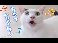 ついに効果音まで喋るようになった猫チロくん