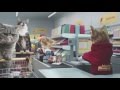 Video: Netto-Katzen