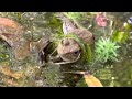 Banded Water Snake eating a Green Frog