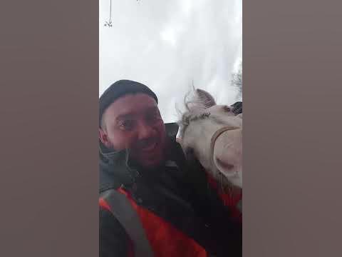 Коник поник пришел по здороваться 🤗🤗🤗 - YouTube