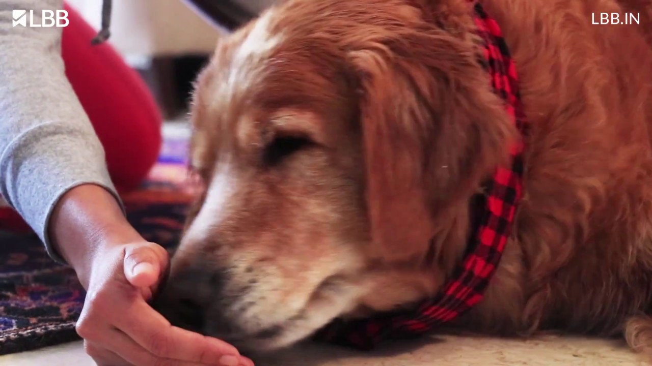 Photo inspiration: Furry Friends Arthritis Support Food Reference: Bowen Therapy To Help Your Furry Friends With Arthritis Anxiety