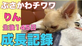 ぶさかわチワワりん。生後145日目成長記録