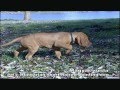 Magyar vizsla - Hungarian Short Haired Pointing Dog の動画、YouTube動画。