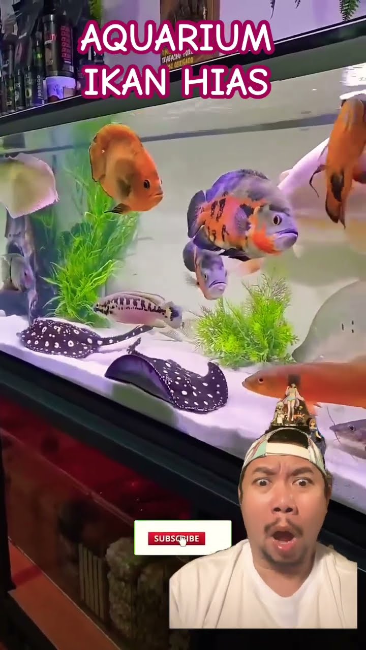 AQUARIUM PENUH IKAN HIAS!!!?? #fish #oscarfishtank #aquarium #shortsfeed #shorts