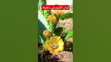 سورة.الانبياء.سعود.الشريم #quran  #لايك #flowers #ورد #ترند #اكسبلور #duet احترم.القران.دقيقة #ورد