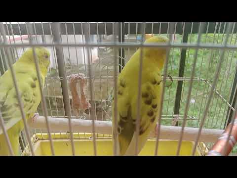 Budgie Sound To Make Lonely Budgies Happy | Jerry and Pika