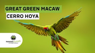 Great Green Macaw of Panama 2023 4K