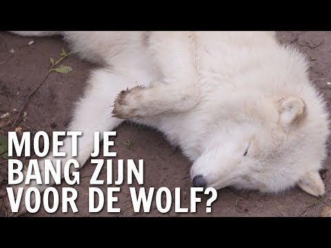 Video: Huilende wolf Moet ik bang zijn?