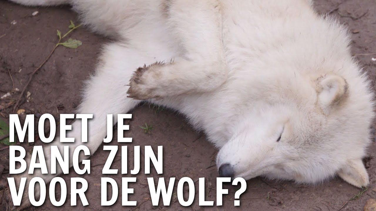 Moet je bang zijn voor de wolf? | De Buitendienst over de Wolf