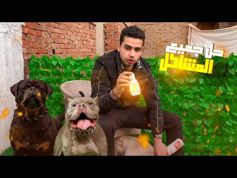 احسن علاج للحشرات للكلاب وارخص حاجه مهم جدا علشان خطر علي كلبك