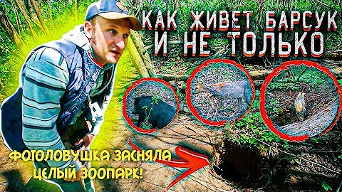 ✅КАК ЖИВЕТ БАРСУК?| ЦЕЛЫЙ ЗООПАРК ЛЕСНЫХ ЗВЕРЕЙ ПОПАЛСЯ В ФОТОЛОВУШКУ В ЛЕСУ