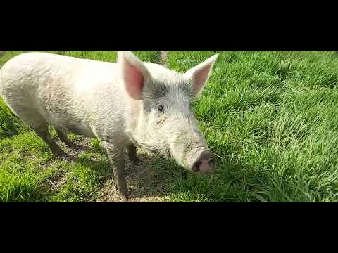 ღორის კვების რაციონის შესახებ.