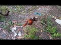 Kamusta Na Ang Native Chicken Natin | Free Range Chicken | May 4 2022