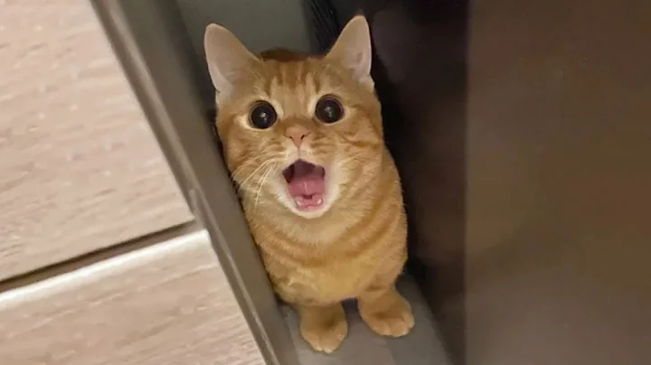 Video 11407481: cat kitten playing, enjoy funny cats, funniest cats, meow funniest, cute cat