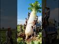 Large radish #vegetables #farming #farmer#tractor