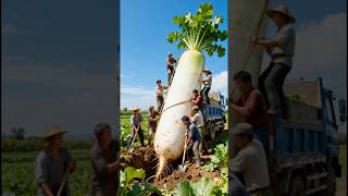 Large radish #vegetables #farming #farmer#tractor