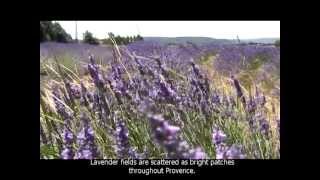 Лаванда в Провансе. Музей лаванды/ Lavender in Provence. Museum of lavender.