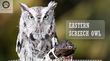 Eastern screech owl sounds - Megascops asio - Eastern screech owl call