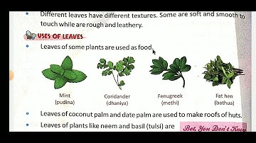 EVS, Class-3, Chapter-12, Plants Around Us, Book- Treasure of Nature By Ms Jyoti