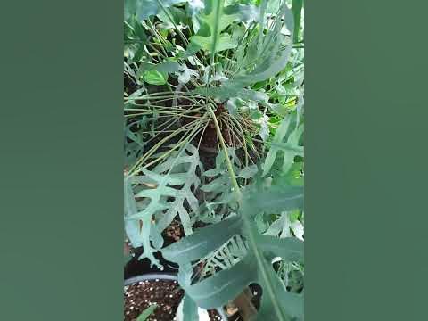 Папоротник Флебодиум Блю стар - YouTube