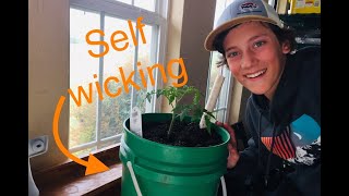 Self Wicking 5 Gallon Bucket (Farm Update)