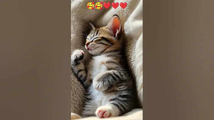 Video 6166101: cute norwegian forest kitten, cute kittens living, kittens cute sweet