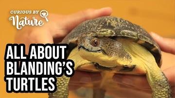 Meet Bob the Blanding