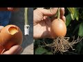 How To Propagate Mango Tree using EGG from Cuttings in 7 Days- Mango Growing in Egg