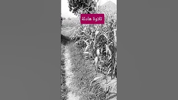 #المنظمات #العلم #قران كريم #تلاوة هادئة #تلاوة خاشعة #اكسبلور