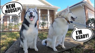 Moving My Husky Dogs To A Brand New House!!!!