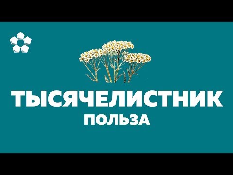 Тысячелистник - лечебные свойства